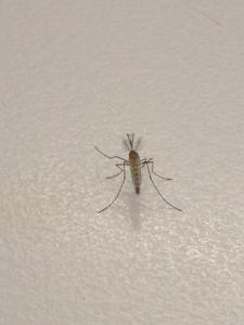 545691_10151421367083906_1136886924_n