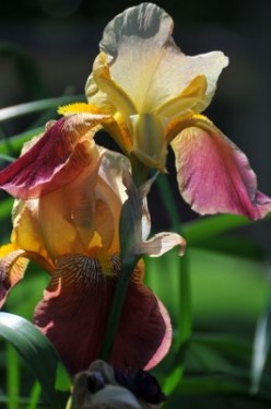 iris flower