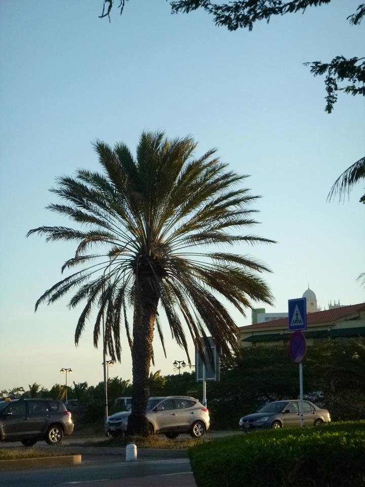 palm tree