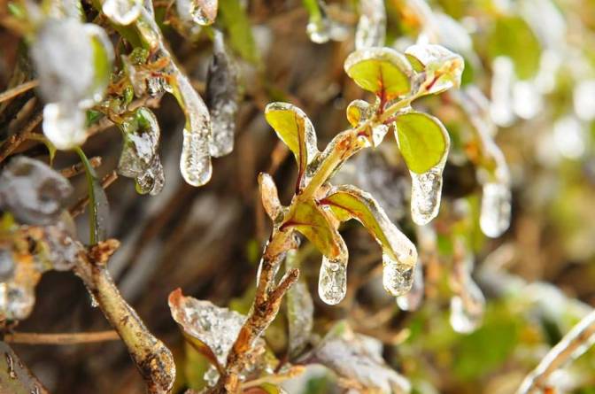 1493213_10152436078413906_1408044194_n