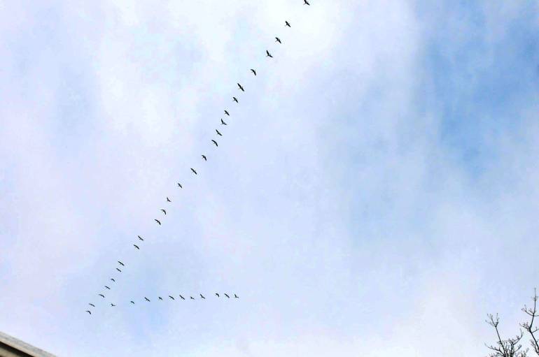 1519803_10152436081108906_548440357_o