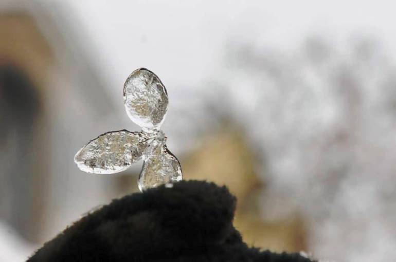 1525442_10152436080623906_378785274_n