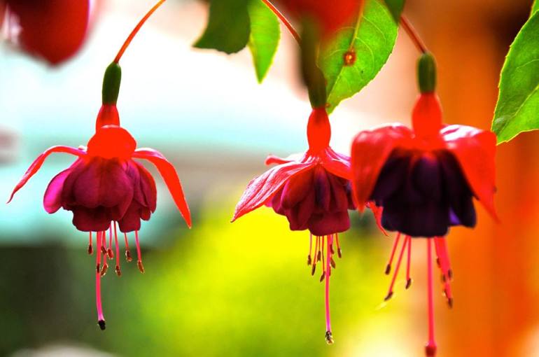 fuchsia4