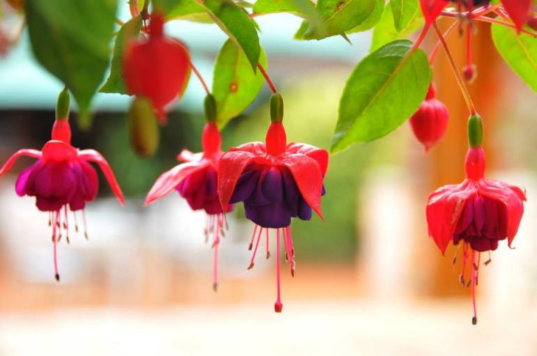 fuchsia5