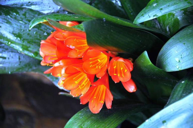 orange flowers