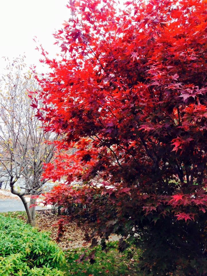 red tree1