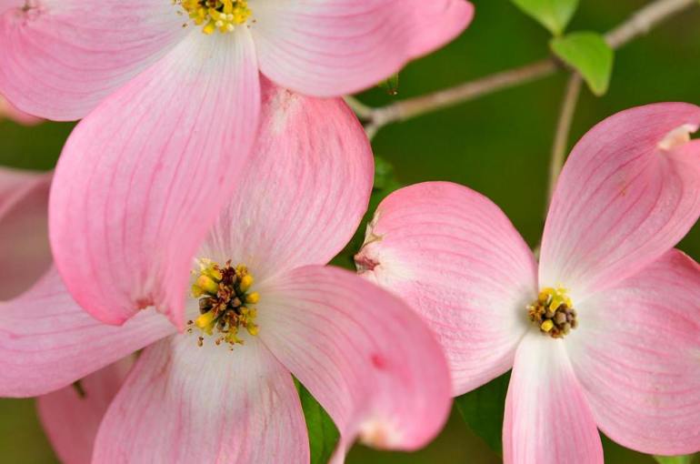 dogwood flowers