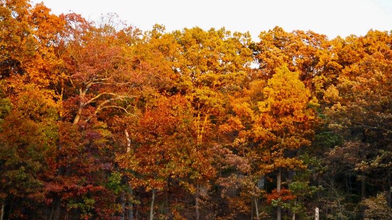 fullsizeoutput_1356f