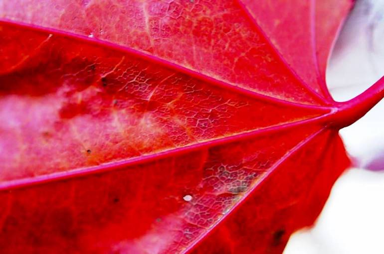 japanese-maple-leave-veins